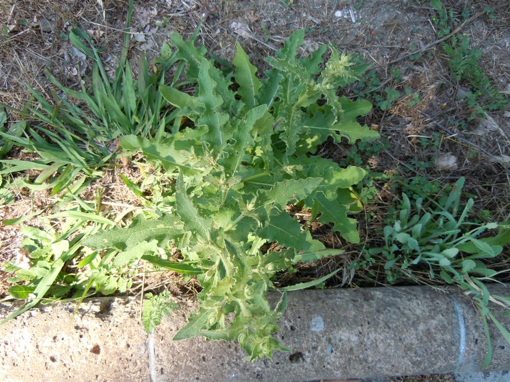 Longitarsus?